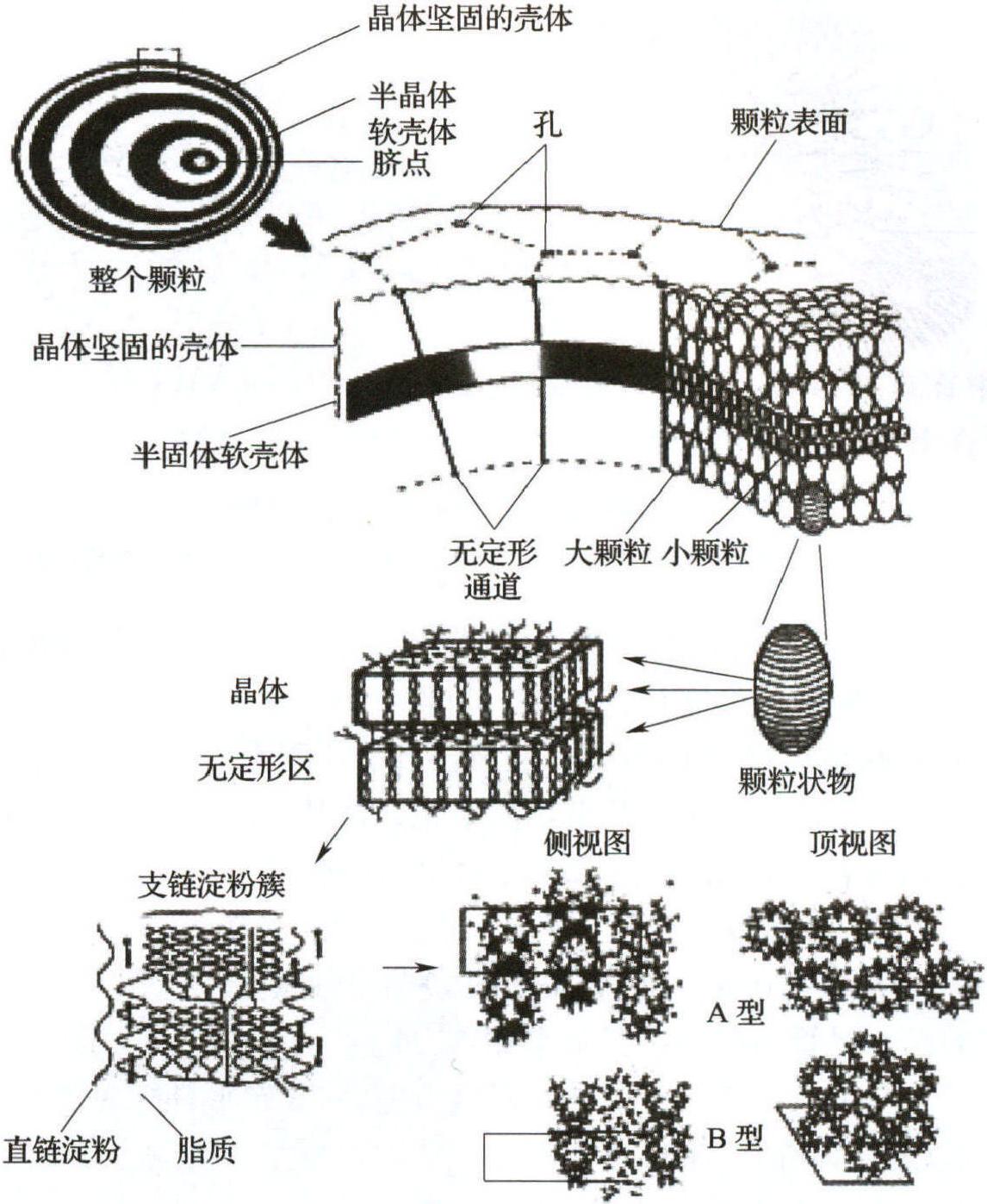 四、淀粉颗粒的结构模型